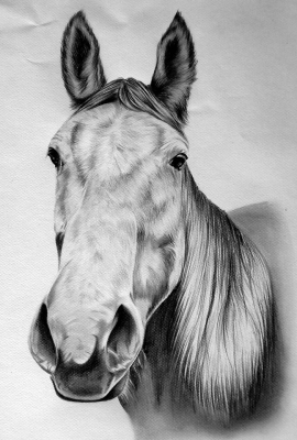 Chevaux